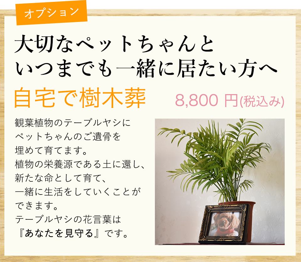 オプション大切なペットちゃんといつまでも一緒に居たい方へ 自宅で樹木葬8,800 円(税込み)観葉植物のテーブルヤシにペットちゃんのご遺骨を埋めて育てます。植物の栄養源である土に還し、新たな命として育て、一緒に生活をしていくことができます。テーブルヤシの花言葉は『あなたを見守る』です。